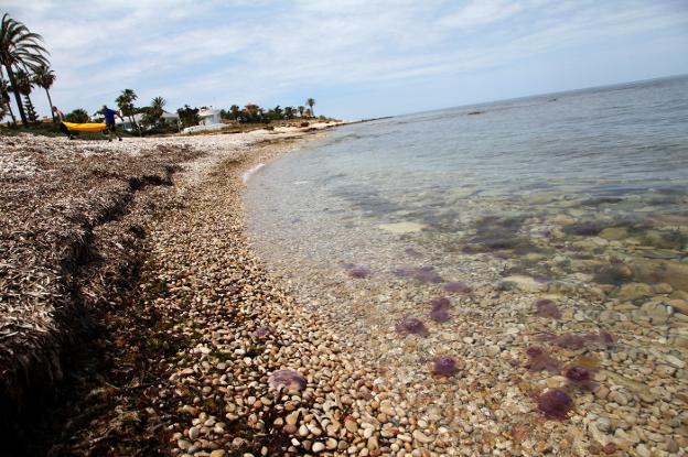 Los bancos de medusas se acercaron a la orilla de las playas de Dénia como en la Punta Negra, en Les Rotes. 