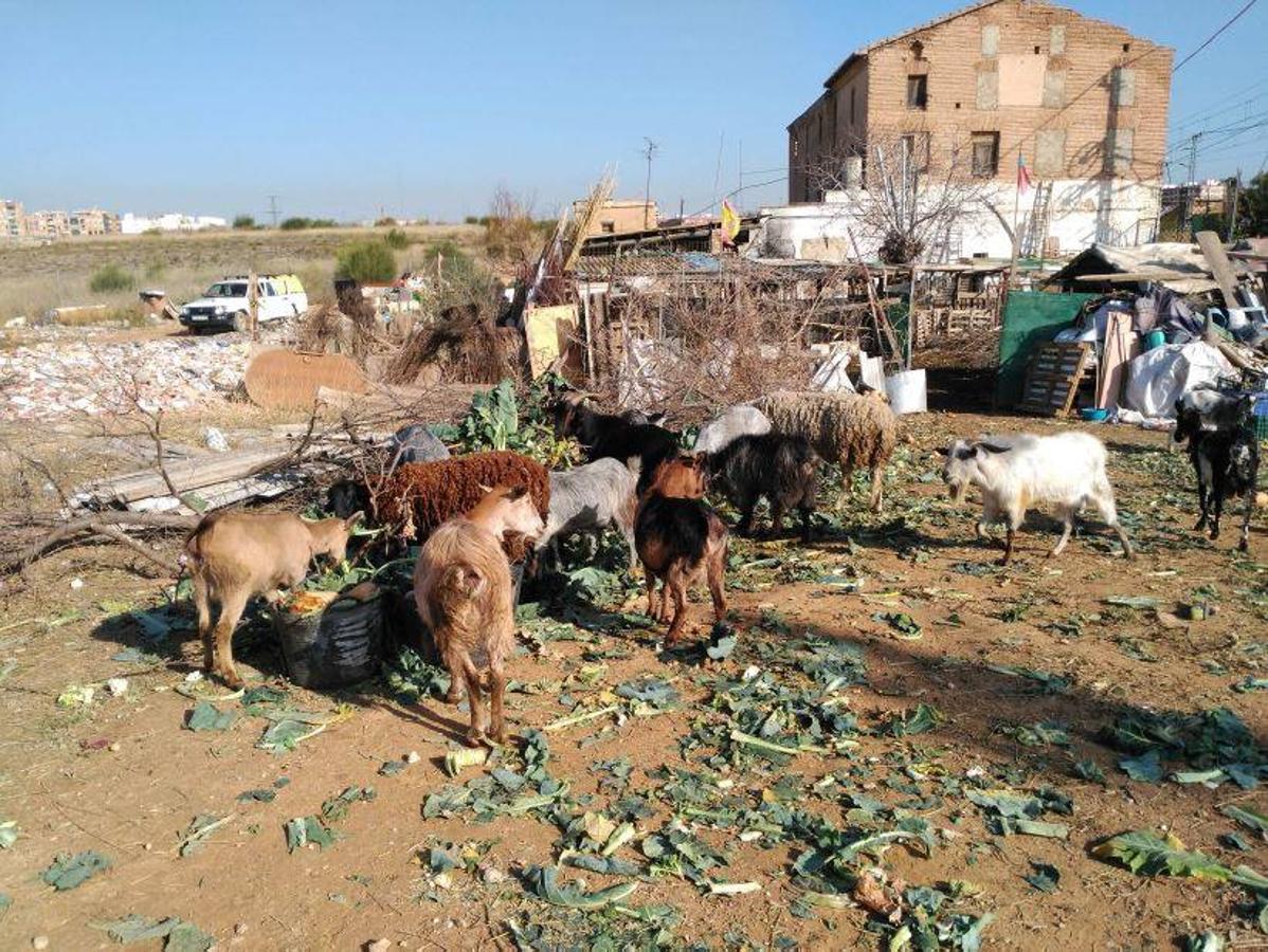 Fotos: Animales en mal estado en una alquería en Valencia