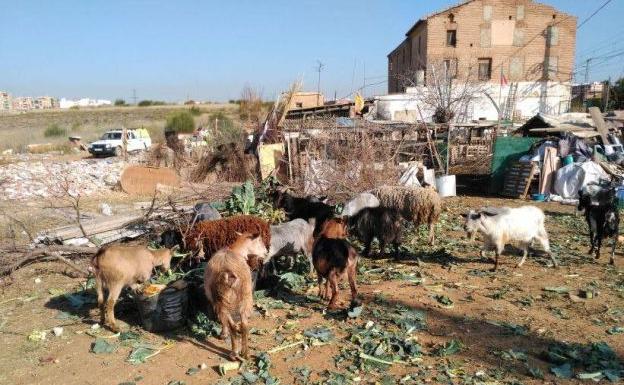 Los animales en el asentamiento chabolista en Valencia.