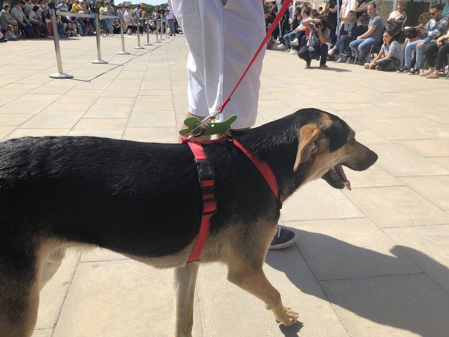 Decenas de familias han acudido este domingo a la explanada del Bioparc para ver el desfile de perros abandonados organizados conjuntamente con AUPA. Los más pequeños han podido disfrutar de animales que buscaban una segunda oportunidad.