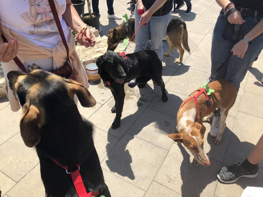 Decenas de familias han acudido este domingo a la explanada del Bioparc para ver el desfile de perros abandonados organizados conjuntamente con AUPA. Los más pequeños han podido disfrutar de animales que buscaban una segunda oportunidad.