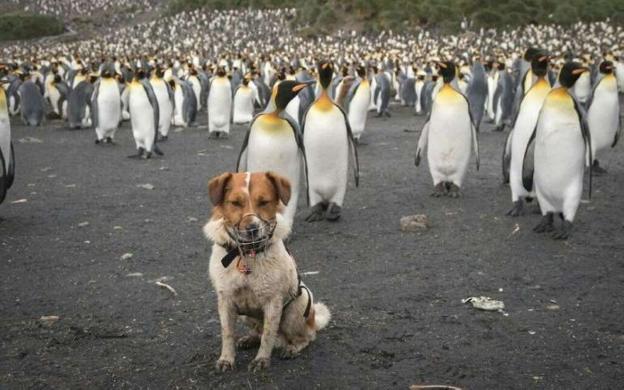 Uno de los perros que han rastreado las islas Georgias del Sur, en medio de un grupo de pingüinos. 