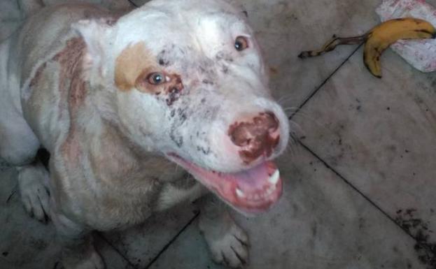 Rescatan a cuatro perros desnutridos y con heridas en una casa okupada por un joven