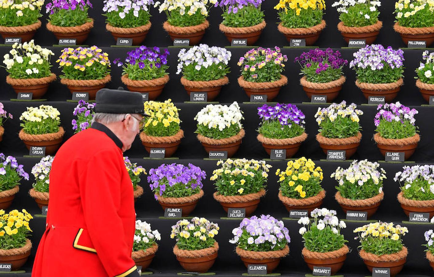 El Chelsea Flowers Show, que se celebra estos días en Londres, es mucho más que una exposición de jardinería. Organizado cada año por la Royal Horticultural Society's, es el espectáculo de flores y jardinería más famoso de Reino Unido y probablemente del mundo: flores, moda, complementos, danza... Y apadrinado por el Gobierno británico y la propia Casa Real. 