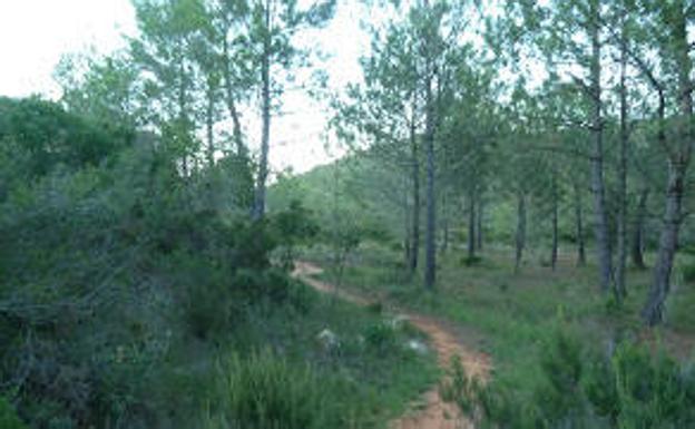 En este punto asoma un frondoso y precioso bosque que invita a recorrerlo paso a paso. 