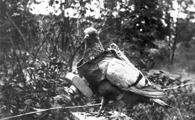 Una paloma mensajera, con cámara de la I Guerra Mundial, el 'dron' inteligente de principios del siglo XX.