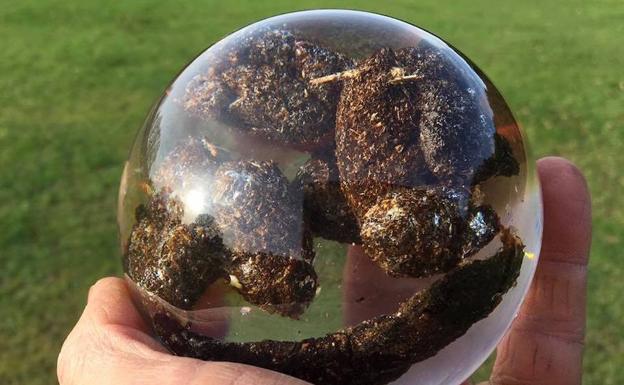 'National Poo Museum': el museo de caca de Gran Bretaña