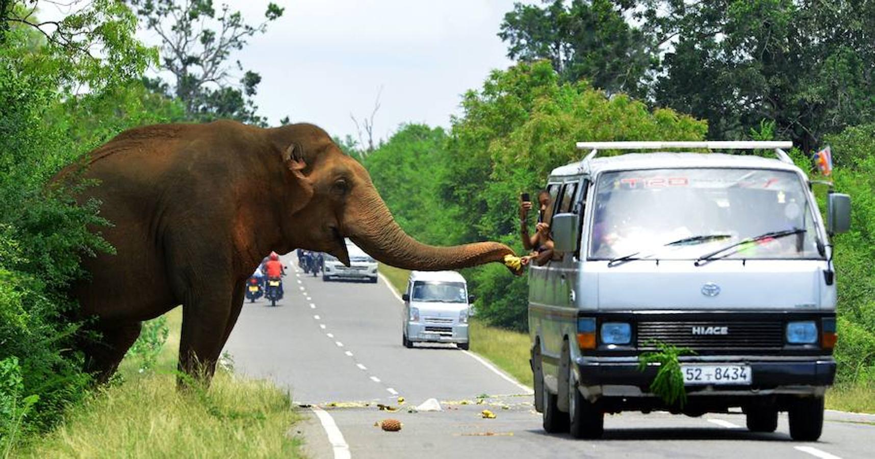 Un elefante se come las frutas ofrecidas por viajeros de Sri Lanka, en la carretera Kataragama-Buttala en Kataragama. 