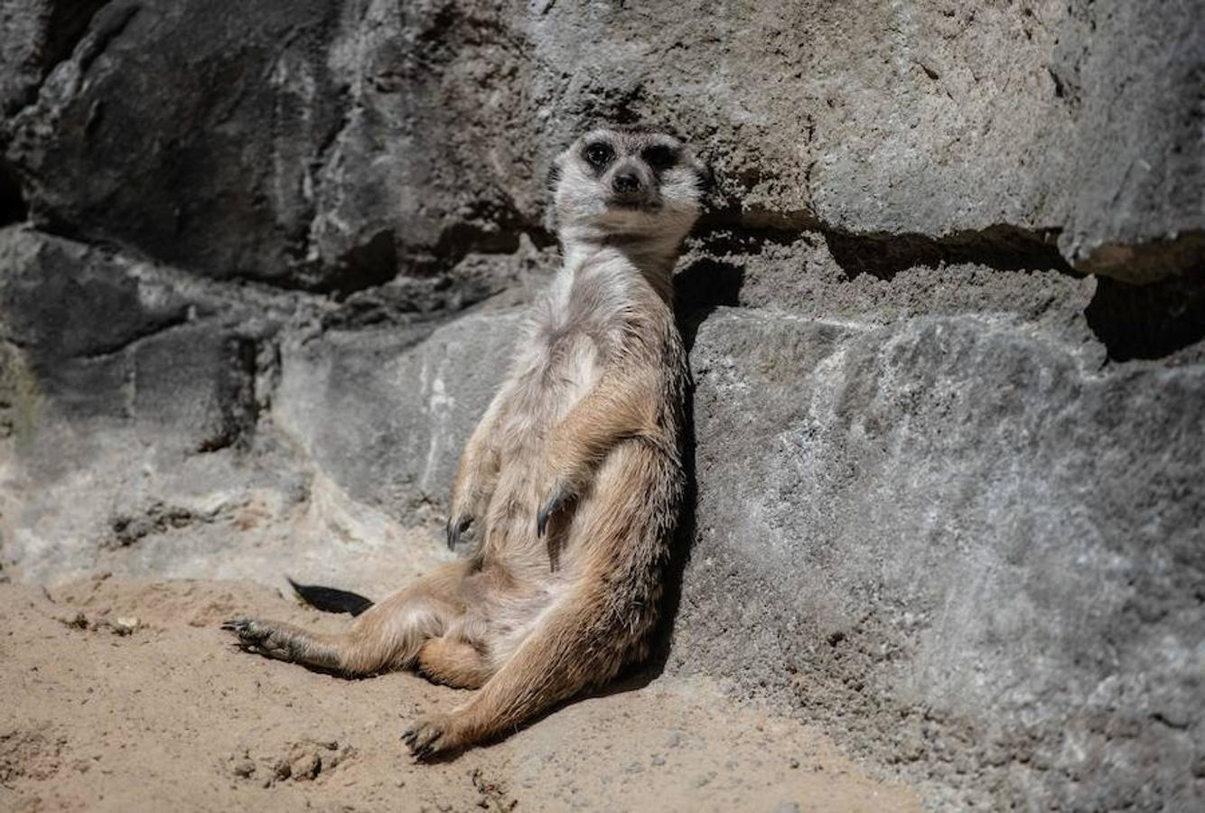 Una suricata se encuentra tomando el sol en el nuevo recinto del zoológico de Berlín, Alemania. 