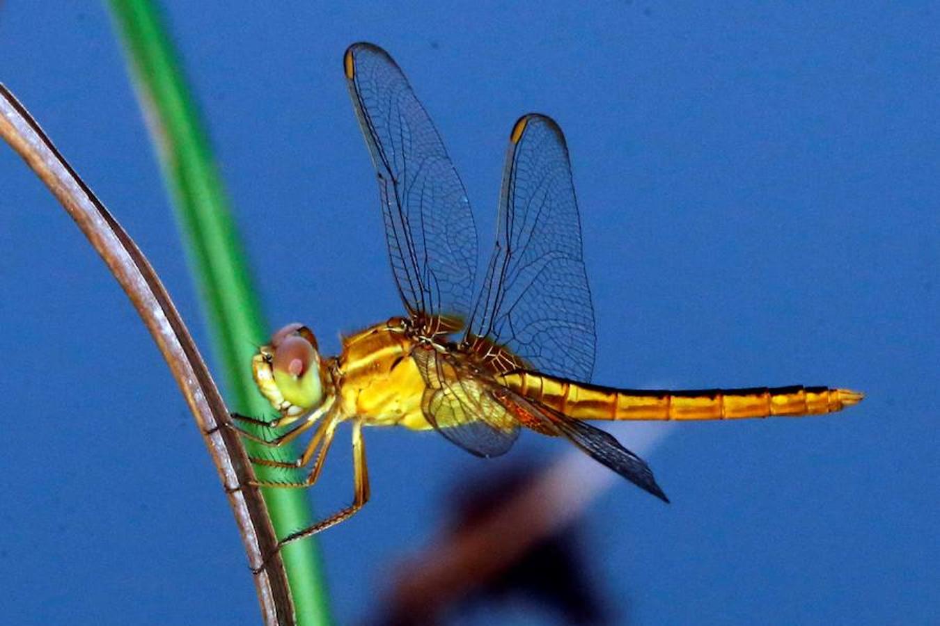 Una libélula procedente de Asia se encuentra descansando en una brizna de hierba, en el Parque de Estudio de Biodiversidad de Thalawathugoda, en Colombo. 