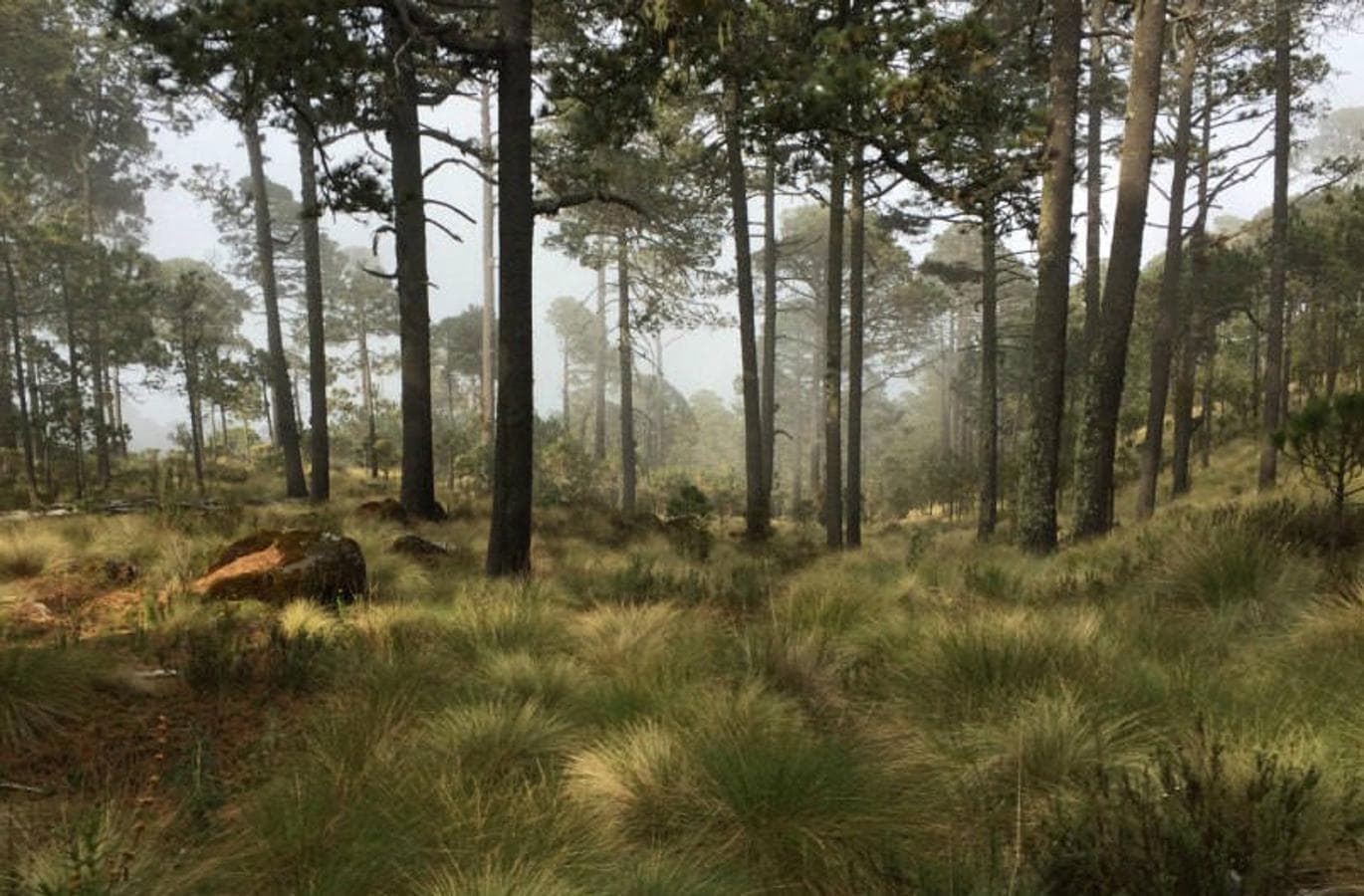 14. Bosque en el municipio de Perote, en el estado de Veracruz (México). 