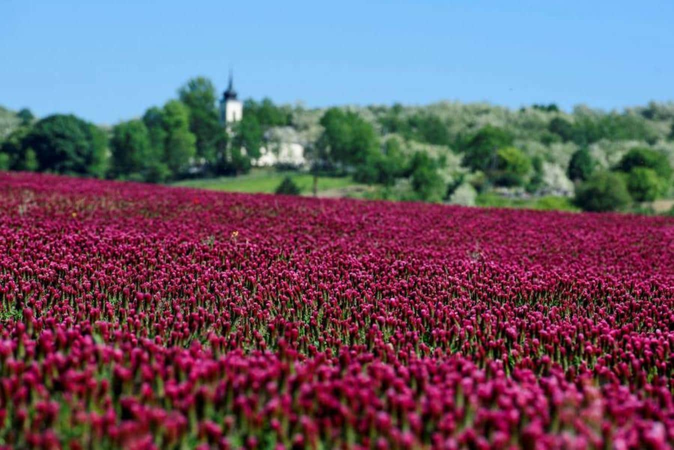 9. Campos de tréboles encarnados florecen en Endefralva, al norte de Budapest (Hungría).