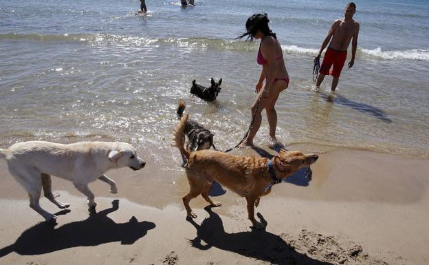 La playa canina de Pinedo abre a partir de este viernes