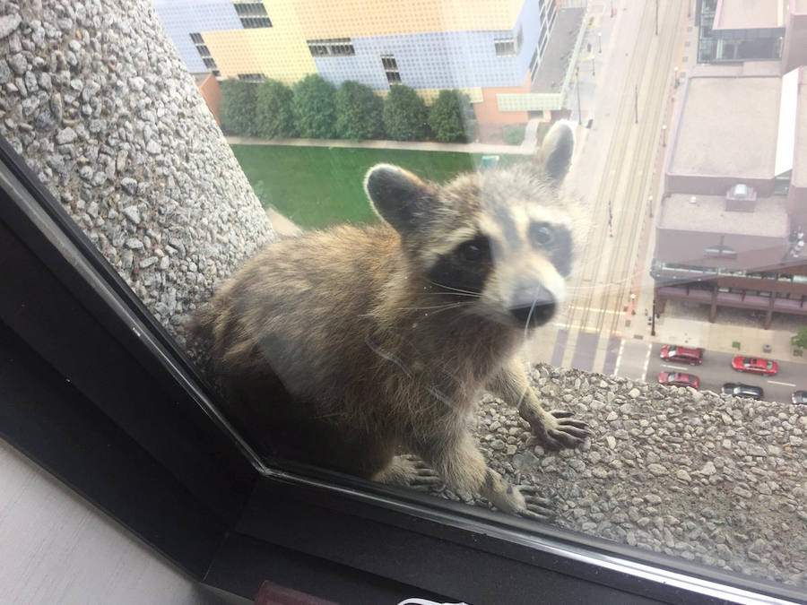 Una parte de Estados Unidos se despertó aliviada este miércoles tras la captura de un mapache que se había refugiado en el piso 23 de un edificio de St-Paul, en Minnesota. La escalada lenta y peligrosa del pequeño animal fue difundida a través de las redes sociales y seguida por miles de internautas. 