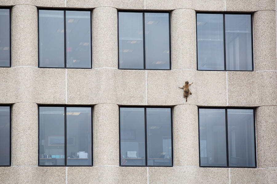 Una parte de Estados Unidos se despertó aliviada este miércoles tras la captura de un mapache que se había refugiado en el piso 23 de un edificio de St-Paul, en Minnesota. La escalada lenta y peligrosa del pequeño animal fue difundida a través de las redes sociales y seguida por miles de internautas. 