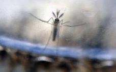 Mosquito tigre: la Comunitat Valenciana, una de las regiones de la UE más afectadas
