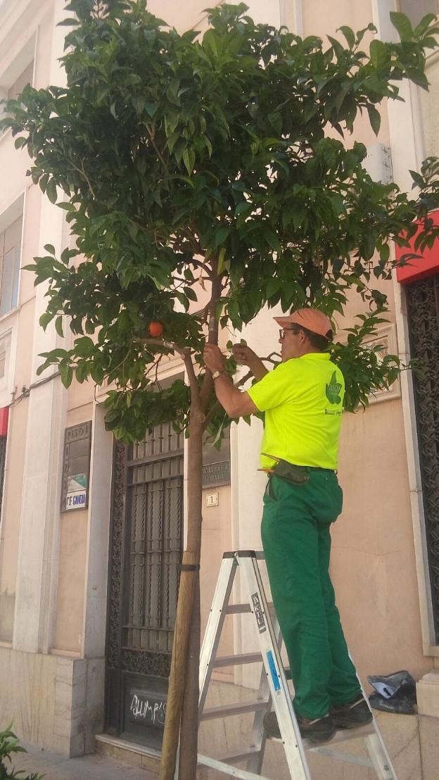 Un operario injerta una rama dulce en un árbol borde. 