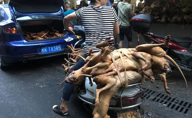 Perros muertos para su venta en un mercado de Yulin. 