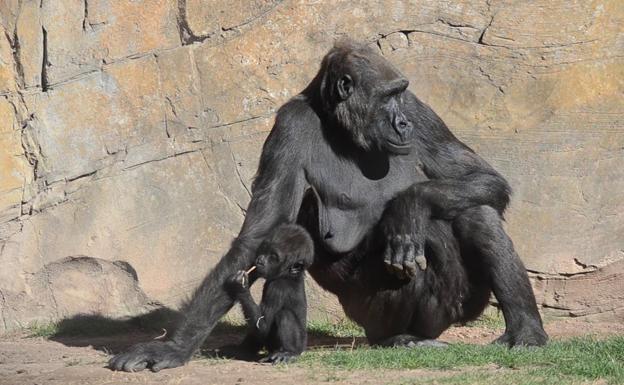 Mbeli, en el Bioparc de Valencia. 