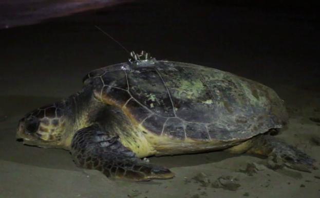 Una tortuga intenta desovar en Port Saplaya