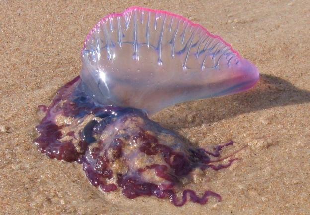 Sueca activa en sus playas un dispositivo preventivo contra la carabela portuguesa