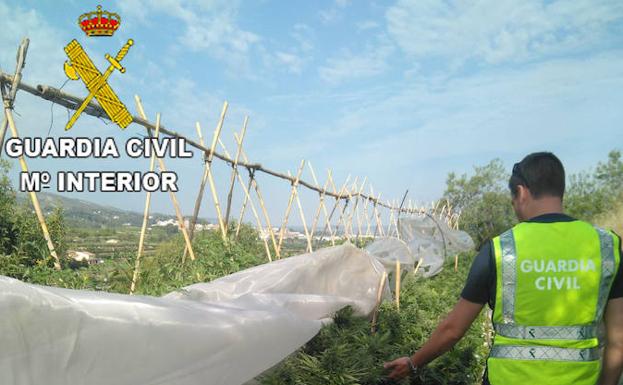 Agente de la Guardia Civil desmantelando una de las plantaciones