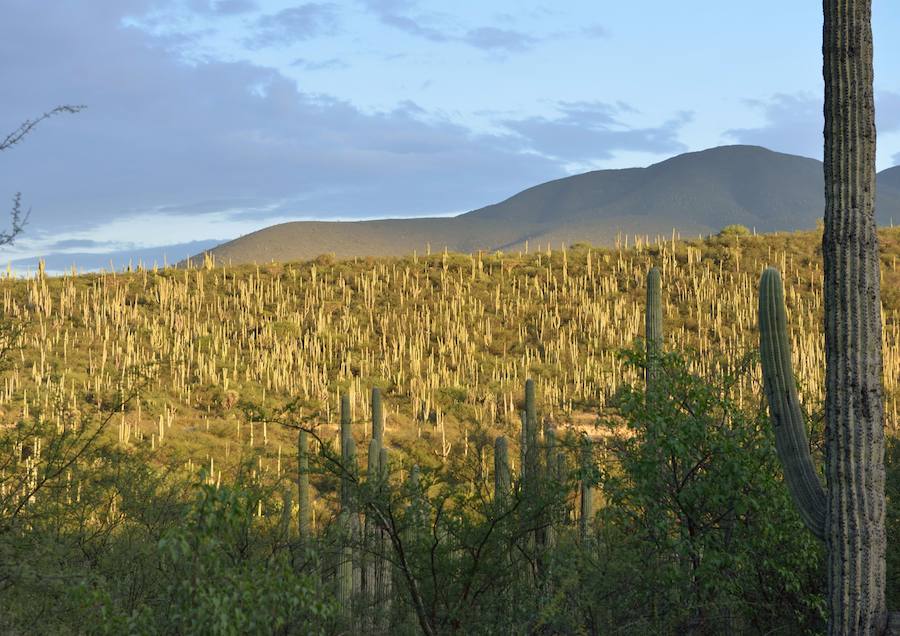 Valle de Tehuacán.Cuicatlán: hábitat originario de Mesoamérica (México)