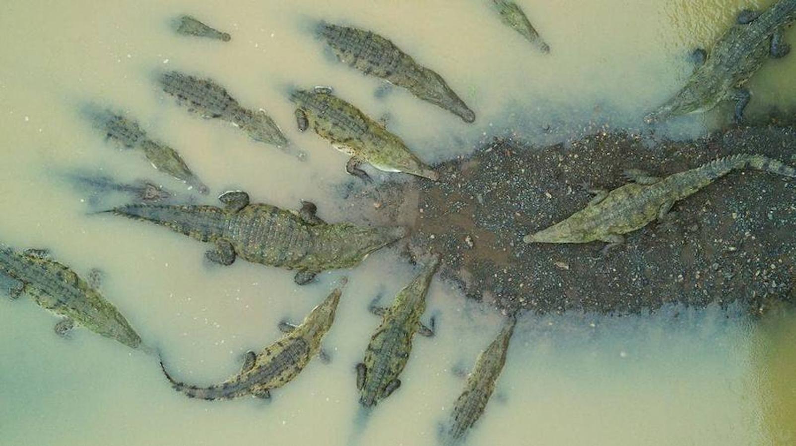 En Río Grande de Tarcoles, en Costa Rica, los cocodrilos hociquifinos africanos, a modo de formación, dieron lugar a esta singular estampa. El dron del autor permitió captar el momento perfecto desde el aire. 