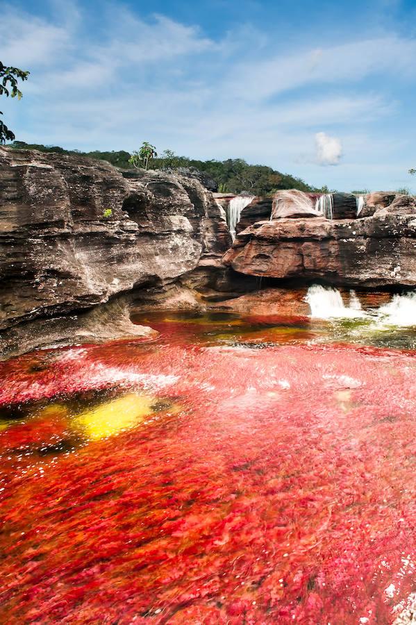 Parece sacado de un cuento pero en realidad se encuentra en Colombia (a unos 150 kilómetros al sur de la capital, Bogotá). El Caño Cristales o el río de colores, como también es conocido, es una de las bellezas naturales del planeta. Su singularidad se encuentra en su recital cromático que parece sobrenatural. Considerado por muchos como el río más bonito del mundo se conserva virgen. Con una riqueza biológica única, recorre alrededor de 100 kilómetros de la Serranía de la Macarena, un conjunto rocoso de 1.200 millones de años de antigüedad.