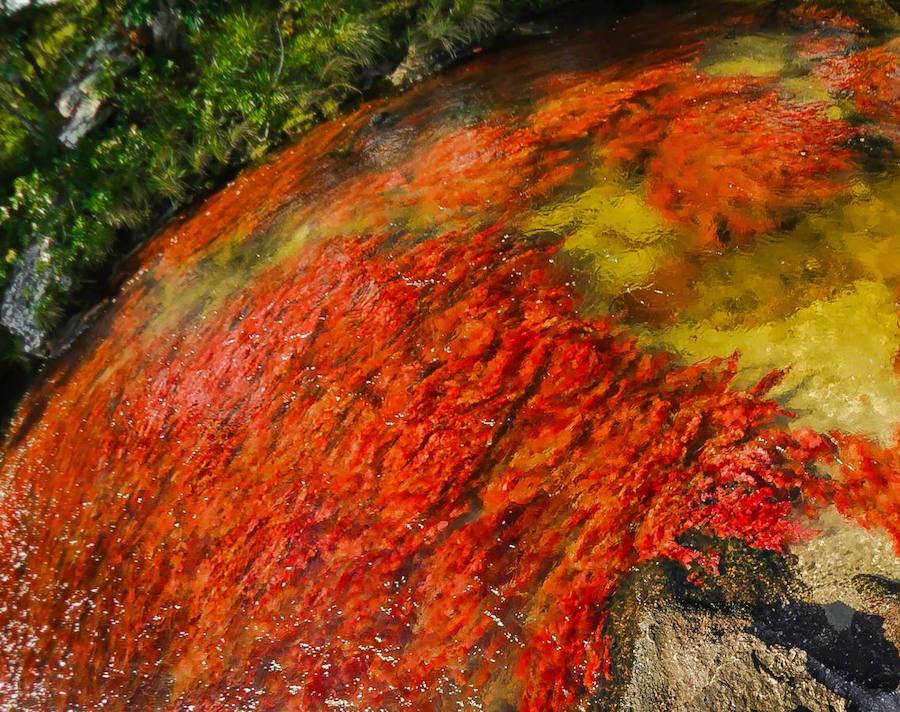 Parece sacado de un cuento pero en realidad se encuentra en Colombia (a unos 150 kilómetros al sur de la capital, Bogotá). El Caño Cristales o el río de colores, como también es conocido, es una de las bellezas naturales del planeta. Su singularidad se encuentra en su recital cromático que parece sobrenatural. Considerado por muchos como el río más bonito del mundo se conserva virgen. Con una riqueza biológica única, recorre alrededor de 100 kilómetros de la Serranía de la Macarena, un conjunto rocoso de 1.200 millones de años de antigüedad.