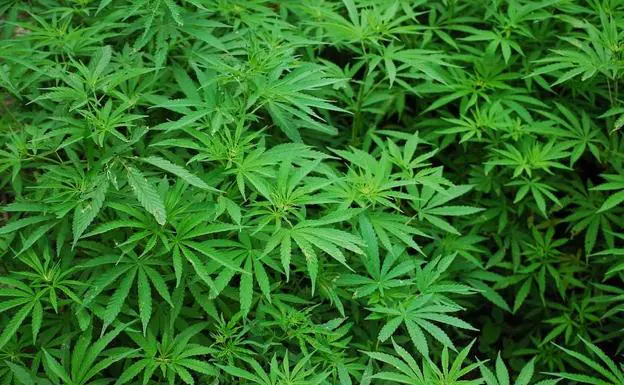 Detenida una pareja por cultivar más de 200 plantas de marihuana en una nave industrial