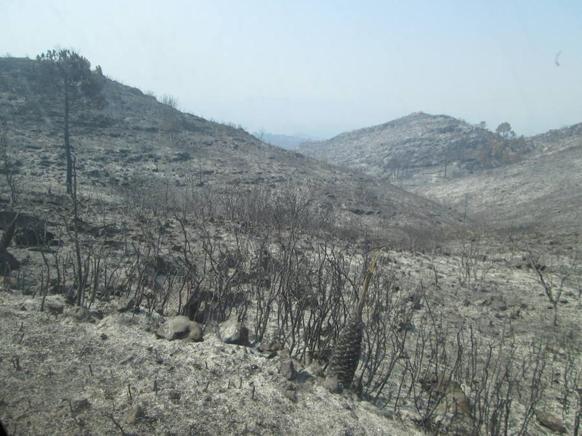 El incendio de Llutxent, activo desde el lunes 6 de agosto, y cuyo origen apunta a un rayo, ya ha arrasado 1.500 hectáreas y obligado a desalojar a 2.500 personas de tres urbanizaciones. Al lugar se han desplazado 600 efectivos terrestres y 22 medios aéreos para sofocar el fuego, que ya ha dejado las primeras imágenes de las consecuencias de su paso.