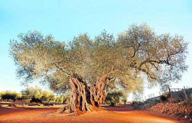 El ejemplar estrella de Canet lo Roig.