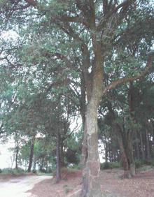 Imagen secundaria 2 - Paraje natural de 'El Surar: Cartel del Ayuntamiento de Pinet; imágenes de El Surar.