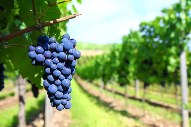 Racimo de uvas en una moderna viña plantada en espaldera. 