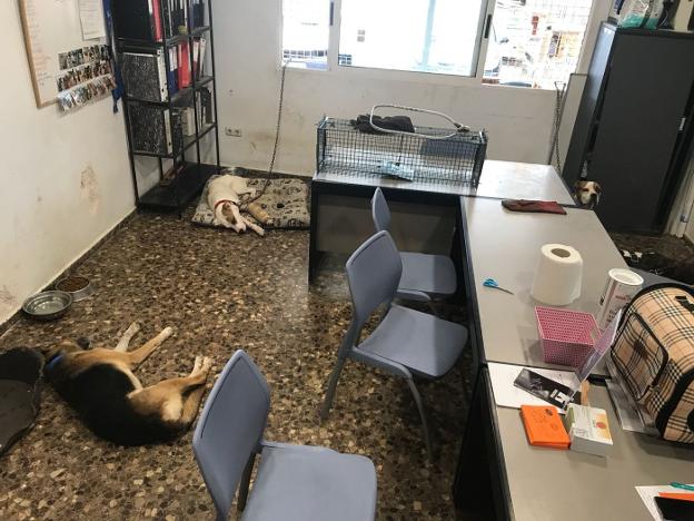 Perros durmiendo en uno de los despachos del refugio, en una imagen tomada ayer.