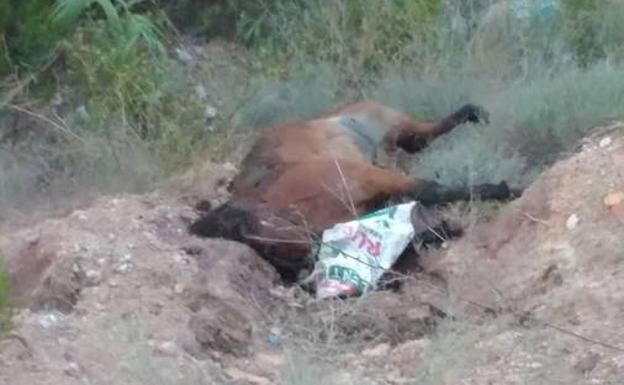 Uno de los animales abandonados en Alfarp.