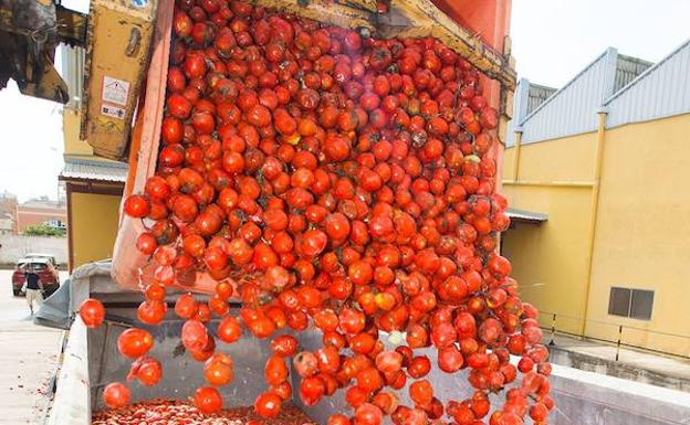 Tomates maduros para la Tomatina 2018.