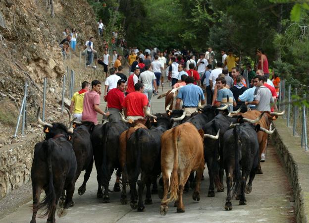 Las vacas que han sido escogidas en la tría siguen al cabestro. 