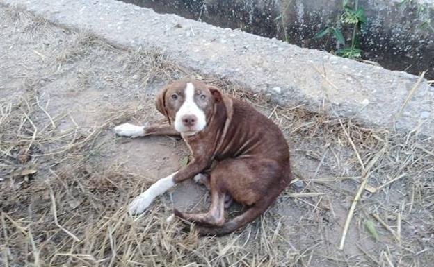 El perro se quedó junto al desaparecido toda la noche.