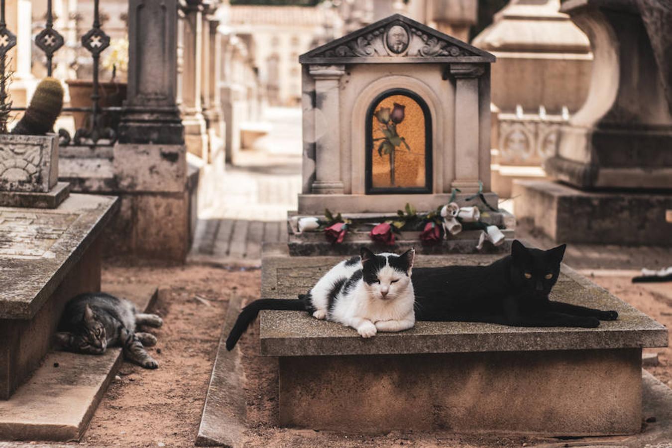 Quizá por miedo o por respeto, el Cementerio General de Valencia es uno de los rincones más bonitos y menos reconocidos de la ciudad, repleto de recodos tan impactantes como únicos 