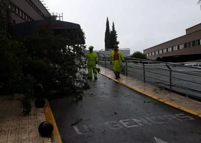 Imagen secundaria 1 - Los bomberos trabjan para retirar los árboles caídos en el hospital de Xàtiva-