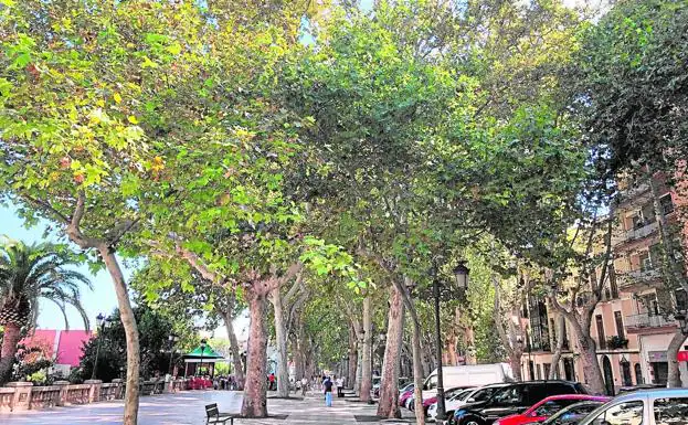 Varios árboles en la alameda de Xàtiva.
