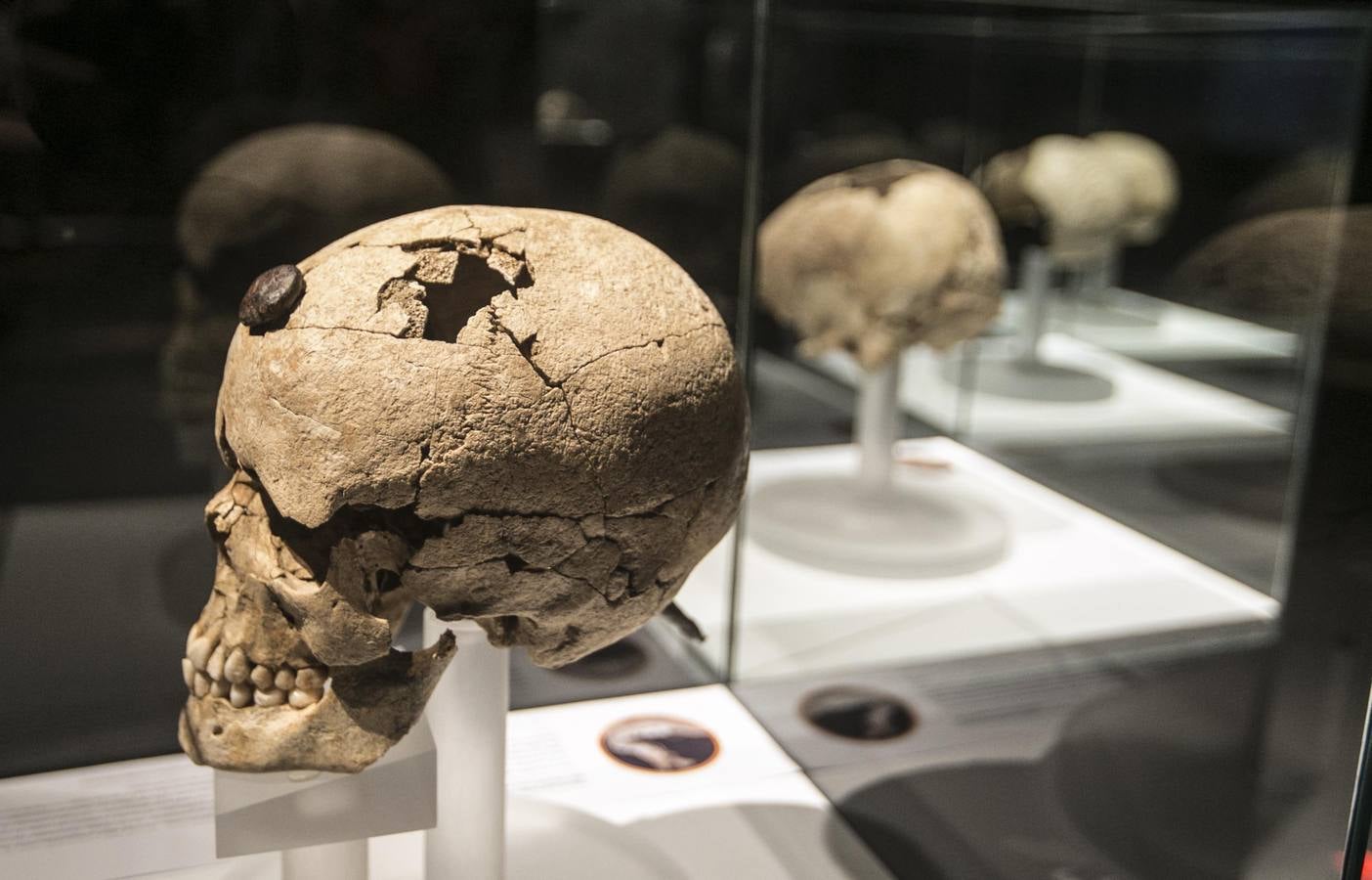 El Museu de Prehistòria de València abre las puertas de sus sala de exposiciones temporales a 'Cabezas cortadas. Símbolos de poder', una muestra dedicada al ritual de cortar cabezas. Hasta marzo de 2019 muestra esta exhibición de la violencia, como forma de veneración o para humillar al enemigo.