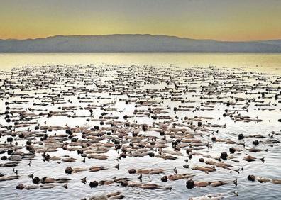 Imagen secundaria 1 - Personas desnudas en Bogotá (Colombia). Modelos desnudos en el Mar Muerto. Ambas instántaneas del fotográfo Spencer Tunick, que sostiene un premio en la fotografía 