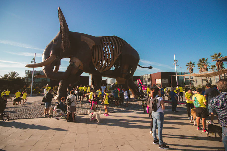 Fotos: Cancarrera Bioparc 2018