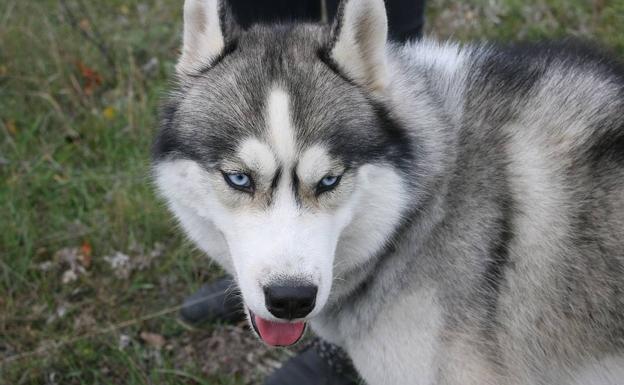 La razón por la que los huskies tienen los ojos azules