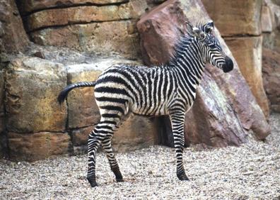 Imagen secundaria 1 - Los animales del Bioparc, los únicos que disfrutan de la gota fría en Valencia