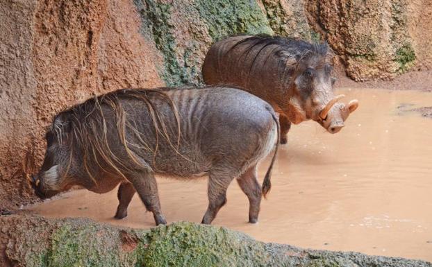 Imagen principal - Los animales del Bioparc, los únicos que disfrutan de la gota fría en Valencia