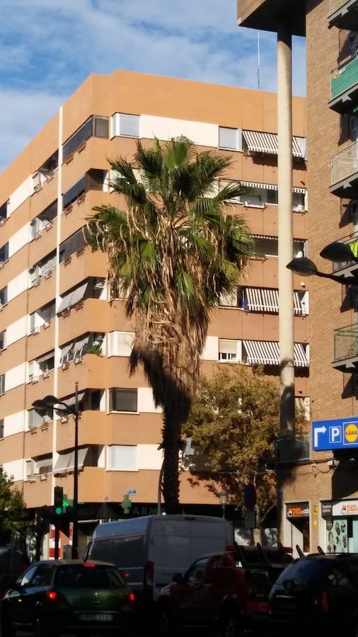 Fotos: Vecinos de Malilla critican el mal estado de la jardinería